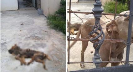 Abandonan y dejan morir a sus perros en colonia Nuevo Progreso; vecinos los reportan