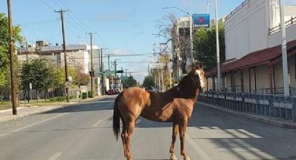 Captan a caballo paseando libre por las calles de Nuevo Laredo