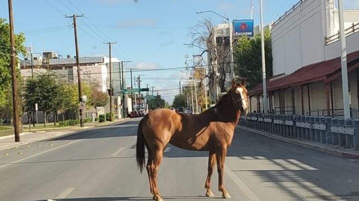 Captan a caballo paseando libre por las calles de Nuevo Laredo