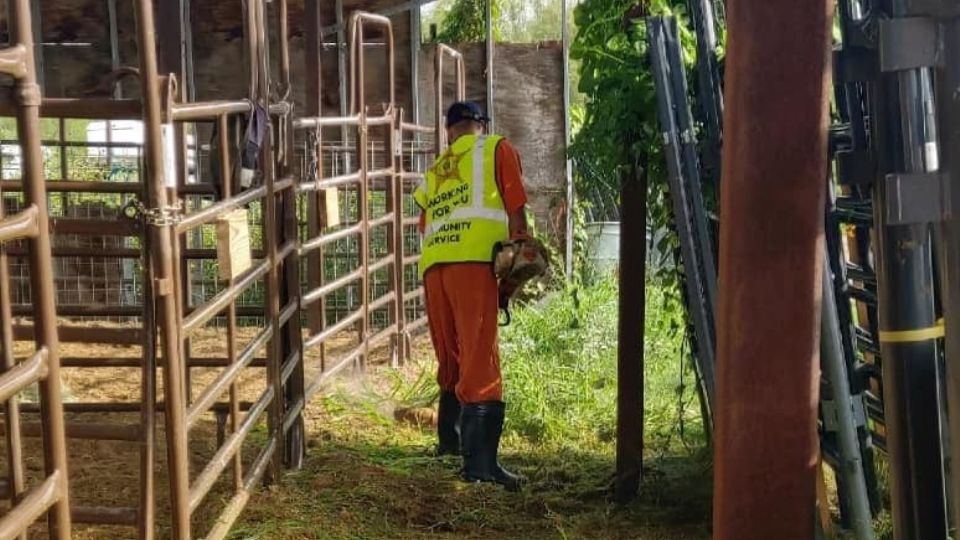 Reos limpian caballerizas del departamento del sheriff dentro del Programa de Prisión Alternativa sin costo a contribuyentes.