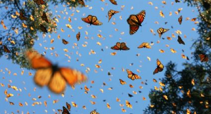 ¿Porqué hay tantas mariposas en Nuevo Laredo?