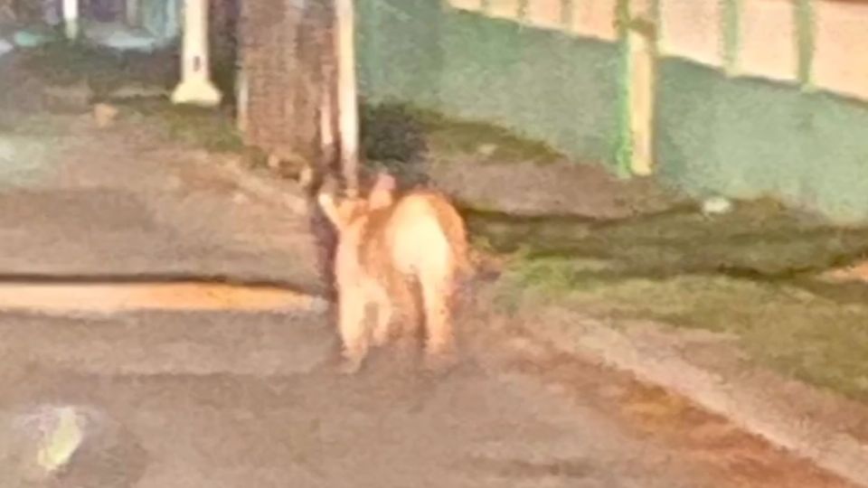 Un puma fue captado paseando afuera de una escuela en Cadereyta, Nuevo León