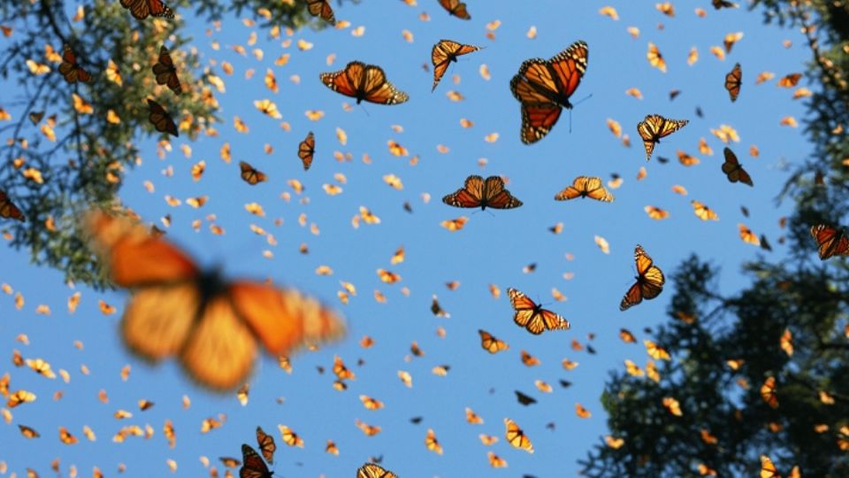 Recientemente, se han avistado muchas mariposas sobrevolando por Nuevo Laredo