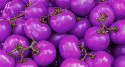 Llega nuevo tomate morado transgénico a Estados Unidos