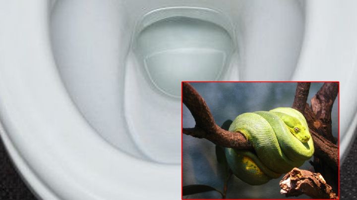 Hombre encuentra serpiente gigante en su inodoro | FOTO