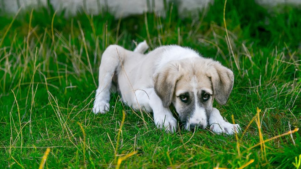 Autoridades rescataron a 50 perros abandonados en CDMX que se comían entre ellos