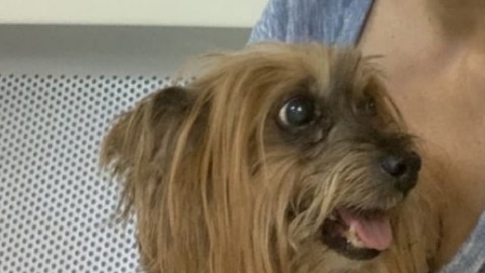 El perrito 'Harry' fue encontrado por el Grupo Titán 911 y entregado a su dueña