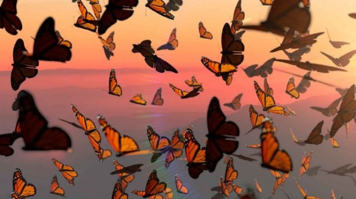 ¿Cómo ayudar a las mariposas viajeras que pasan por Nuevo Laredo?