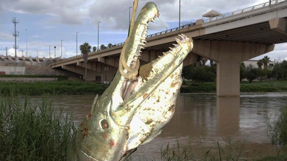 Un gigante de agua dulce