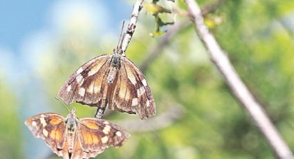 Migran por Nuevo Laredo mariposas pinocho