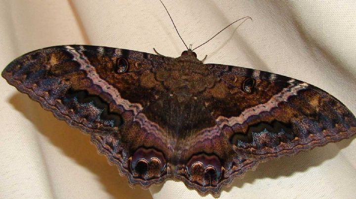 La mariposa negra ¿por qué atrae la muerte y la mala suerte?
