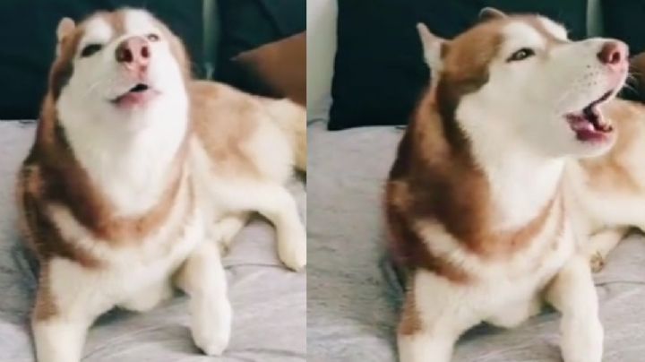 ¡Ternurita! Perrito imita el sonido de la alerta sísmica; "te amo perro simulacro" | VIDEO