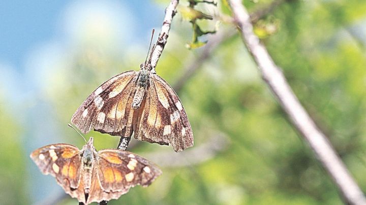 Migran por Nuevo Laredo mariposas pinocho