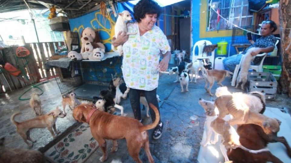 Cristina da su tiempo y esfuerzo al cuidado de 117 perros.