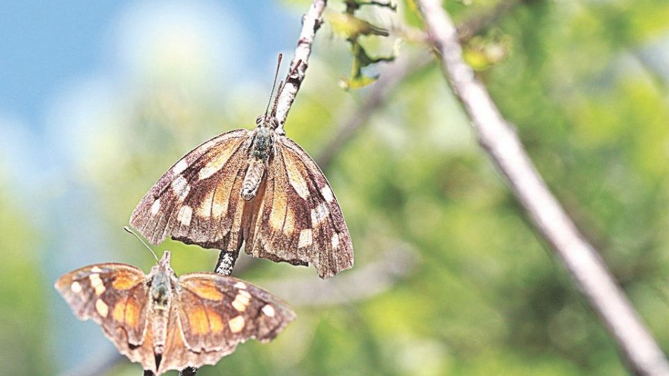 La mariposa pinocho es muchas veces confundida con la monarca, pero es un poco más chica y menos colorida.
