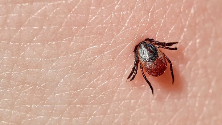 Niño de cuatro años muere por picadura de garrapata