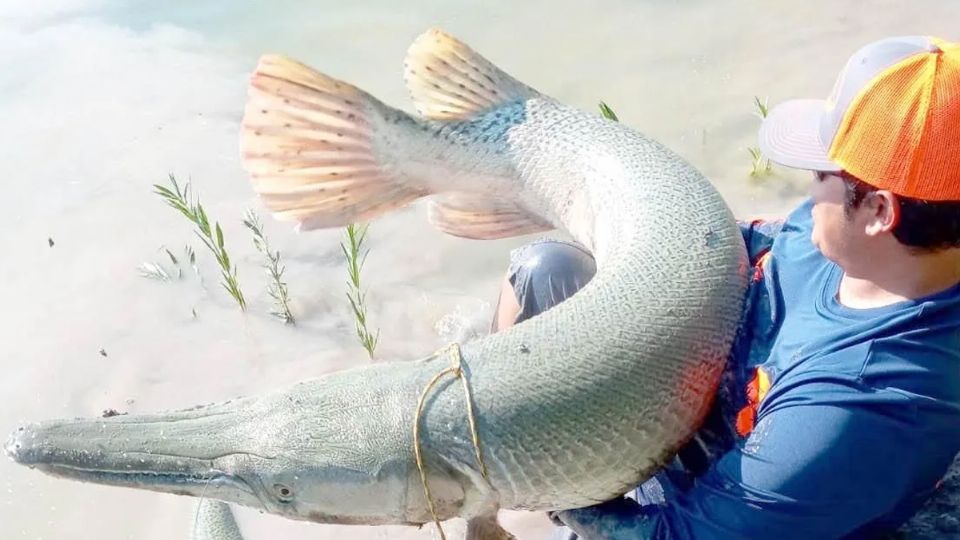 El catán, pez fósil con apariencia de reptil, es una especie apreciada en la pesca