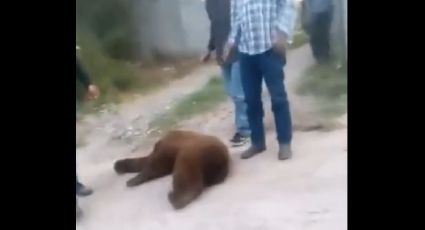 Matan a osito en Sonora; solo buscaba comida y agua | VIDEO