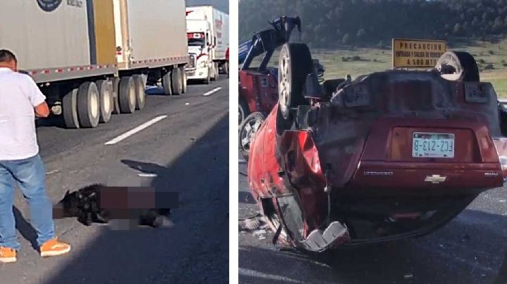 Oso provoca tragedia en la Carretera Saltillo-Matehuala