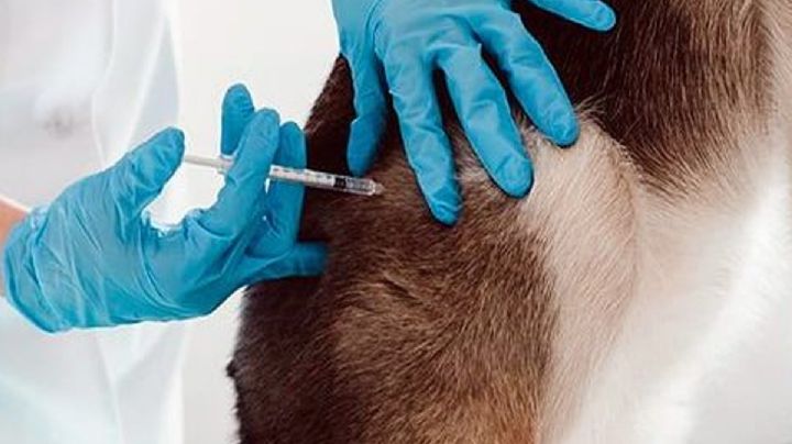 Exigen que vacuna contra la rabia sea obligatoria ante 59 mil muertes de personas