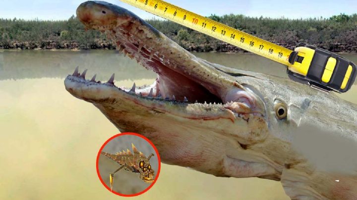 Catán, el pez carnívoro se enferma con parásitos y así se detectan