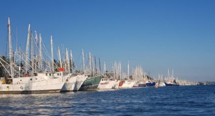 ¿Cuándo termina la veda de camarón en el Golfo de México?; pescadores están listos