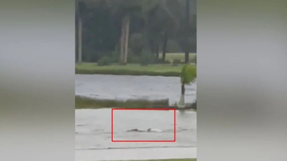 El animal, presumiblemente arrastrado por los fuertes vientos del meteoro, fue visto intentando nadar entre las calles de Florida.