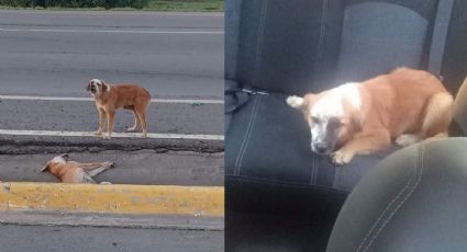 Lomito pierde a su mejor amigo; es rescatado y busca una familia en Nuevo Laredo