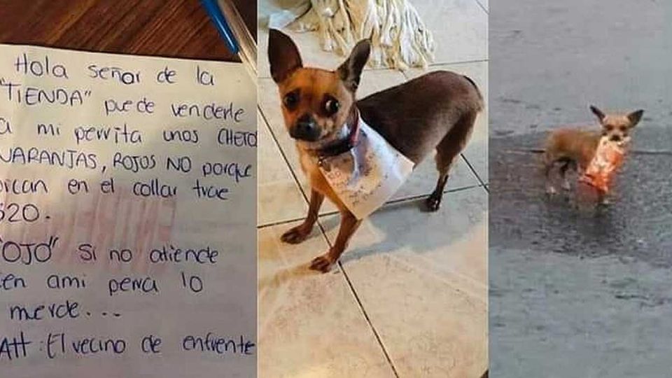 La chihuahua cumple todos los días con su encargo especial