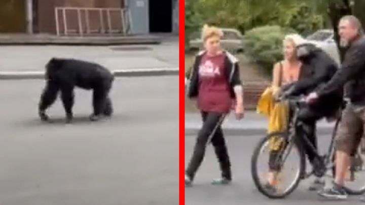 Chimpancé huye espantado de zoológico y regresa en bicicleta I VIDEO VIRAL