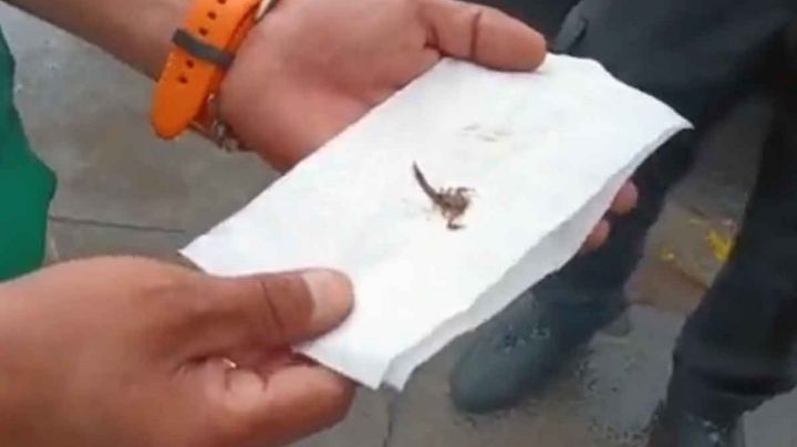 Niña de primaria fue picada por un alacrán que salió de su mochila