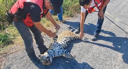 Atropellan a jaguar en Tamaulipas; el felino en extinción agoniza sobre la carretera | VIDEO