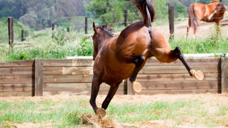 El entrenado recibió una patada a la altura del tórax, cayendo desvanecido por la fuerza del impacto