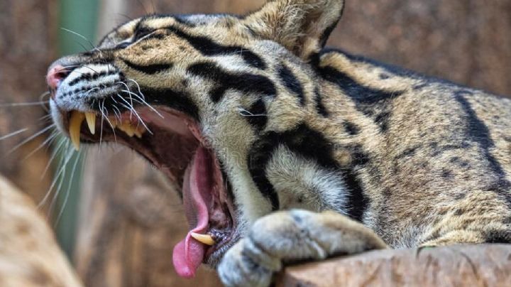 Leopardo suelto en Dallas, Texas, causa pánico al escapar de su jaula en el zoológico