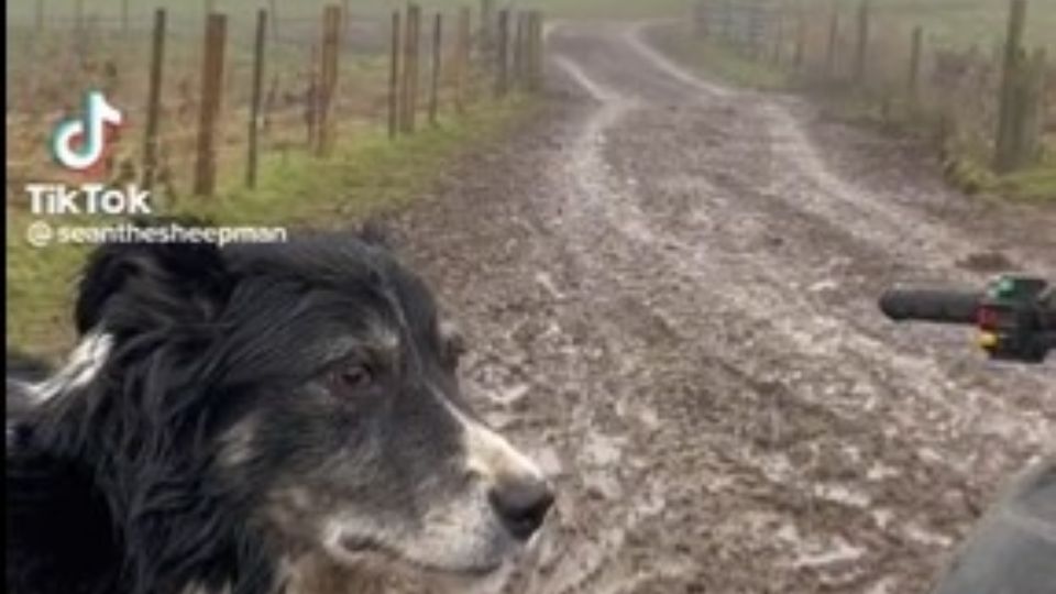 Solo y sin ayuda, este perro trajo al corral un hato de ovejas