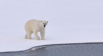 Un oso polar ataca un pequeño poblado en busca de comida; mata a dos personas