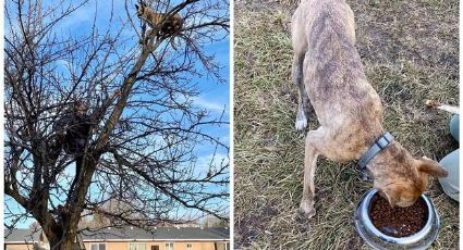 Perro queda atrapado en lo alto de un árbol por culpa de una ardilla; creía que era un gato | FOTOS