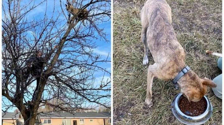 Perro queda atrapado en lo alto de un árbol por culpa de una ardilla; creía que era un gato | FOTOS