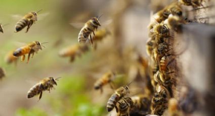 Enjambre de abejas africanizadas ataca a 3 mujeres en un panteón de Chiapas