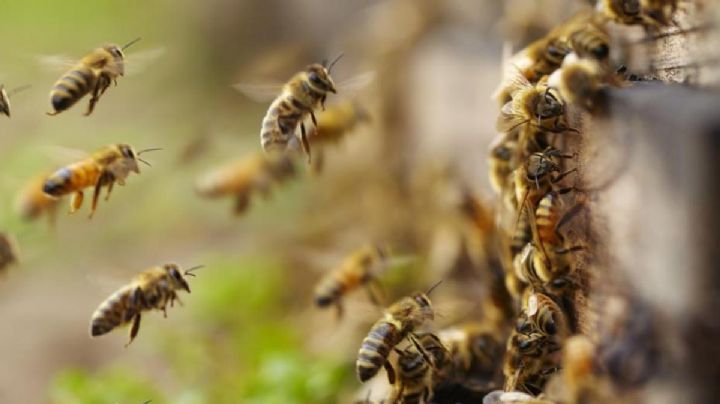 Enjambre de abejas africanizadas ataca a 3 mujeres en un panteón de Chiapas