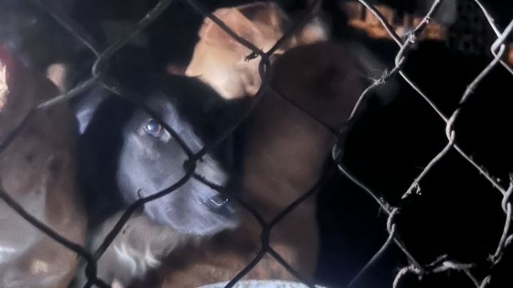 Fosa clandestina de perros; Asociación Civil se infiltra y descubre macabro hallazgo | VIDEOS