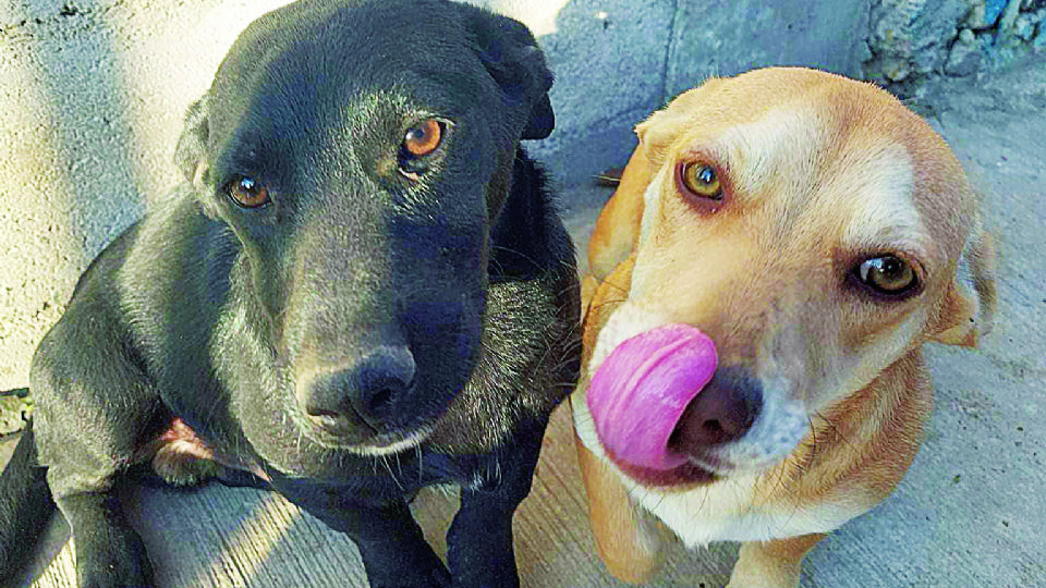 Las mascotas se encuentran en el refugio.