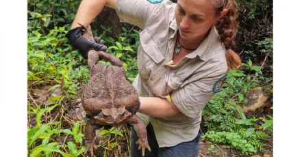 Descubren sapo gigante de 2.7 kilos en Australia: "es impresionante"