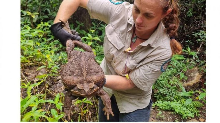Descubren sapo gigante de 2.7 kilos en Australia: "es impresionante"
