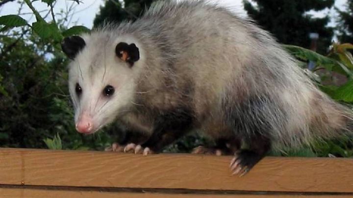 Tlacuache, el animal ancestral que vive en Laredo y la región