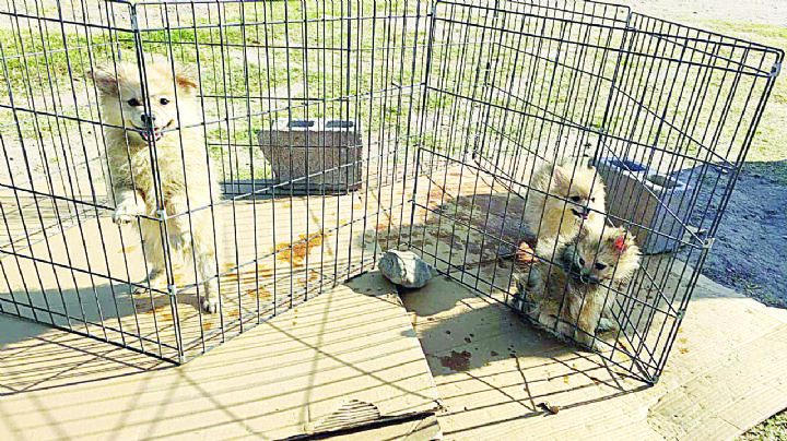 Van contra vendedores de mascotas en Nuevo Laredo; aplican primera multa