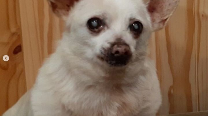 Perro chihuahua es certificado como el más longevo del mundo; tiene más de dos décadas