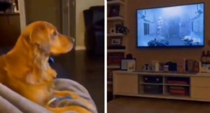 Sintió el poder de Lord Sith y se escondió; perrito cinéfilo enternece en las redes | VIDEO