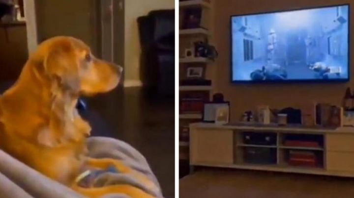 Sintió el poder de Lord Sith y se escondió; perrito cinéfilo enternece en las redes | VIDEO