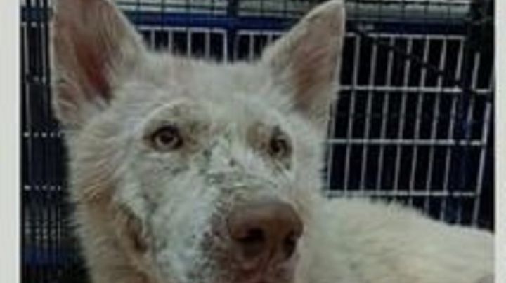 Crónica de un rescate: la perrita Alba